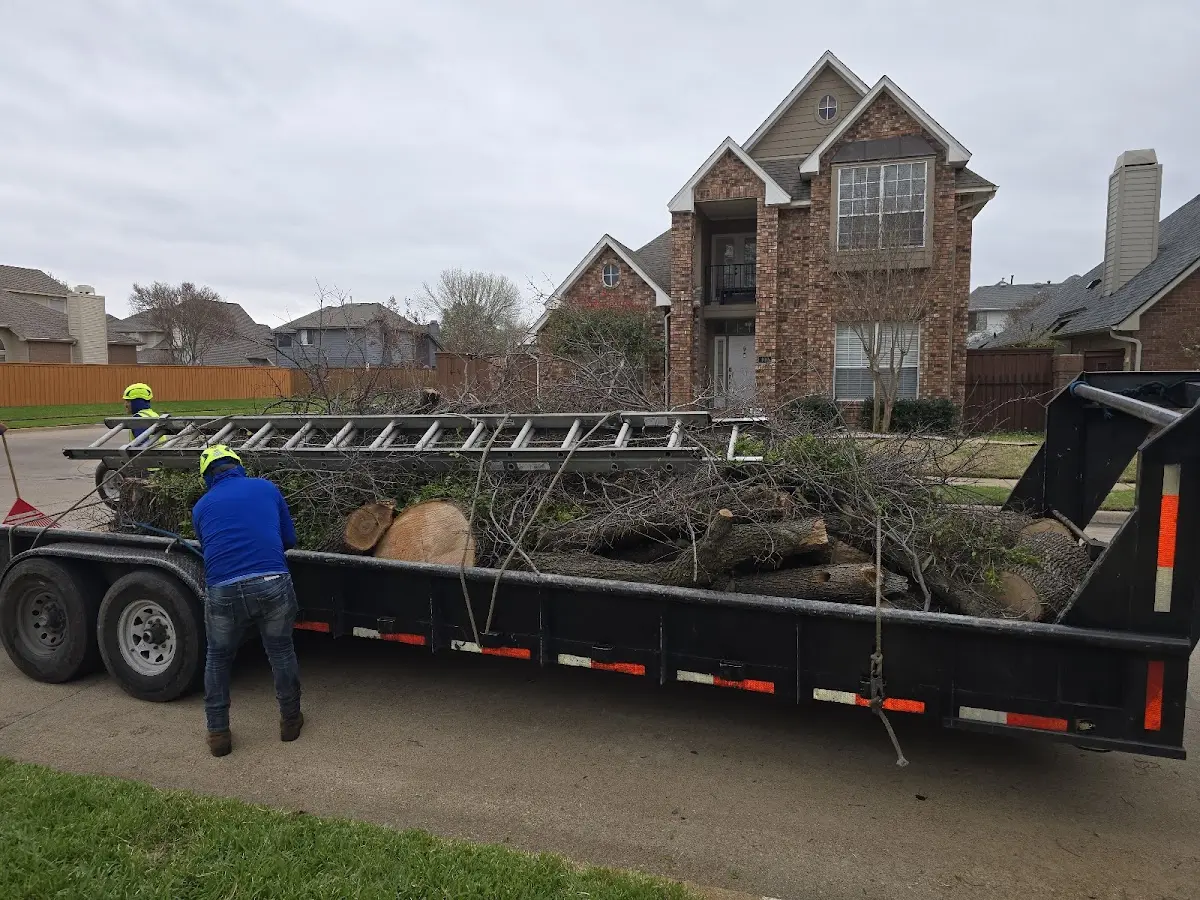 Expert Tree Removal with proper safety equipment in Frankford